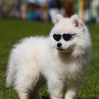 Pet Heart Sunglasses Accessory — image 3